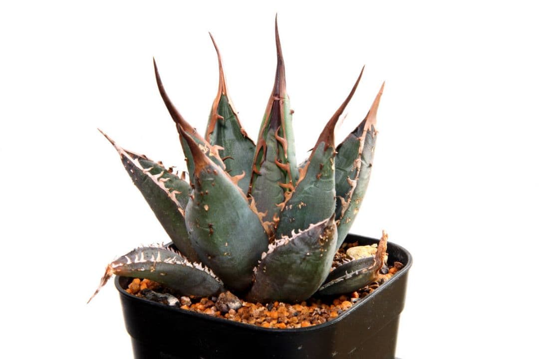 ホワイトファングWHITE FANG★カクタスグリーン産CACTUS GREEN