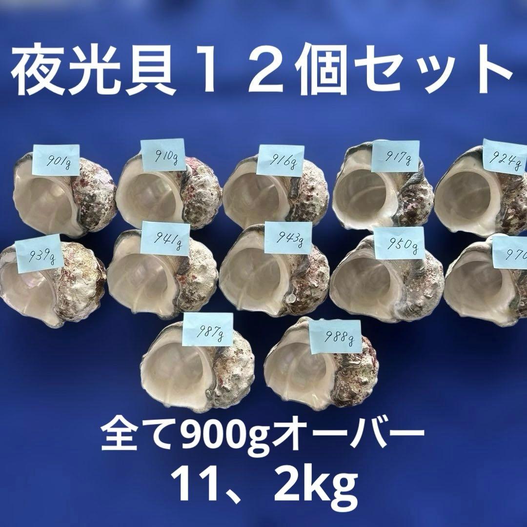 夜光貝　ヤコウ貝　まとめ売り　12個　11、2kg アクセサリー　ルアー