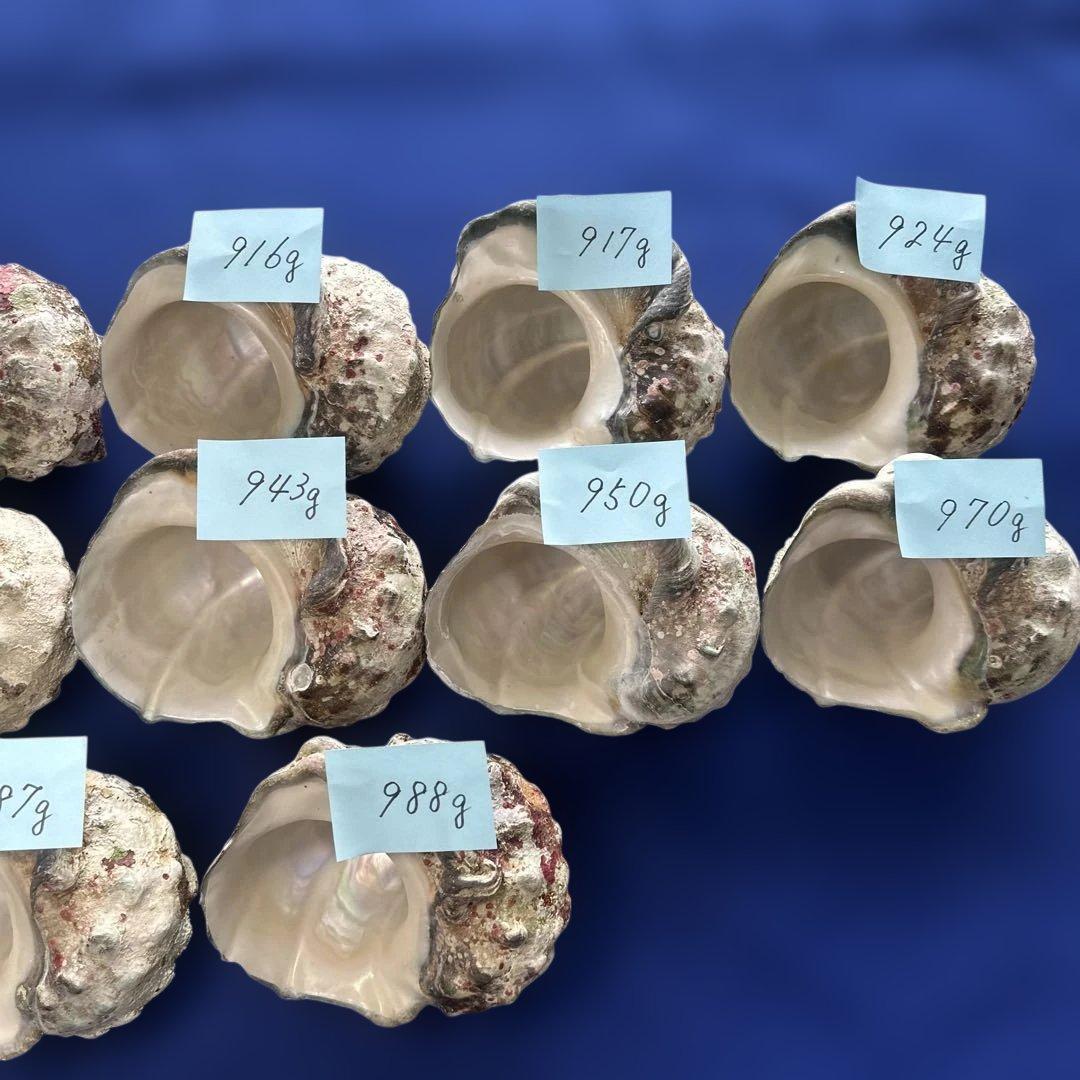 夜光貝　ヤコウ貝　まとめ売り　12個　11、2kg アクセサリー　ルアー