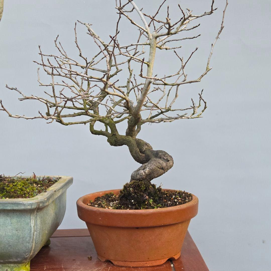 老爺柿　[双幹文人木/子付き]　大品盆栽 オス木付けて　2鉢