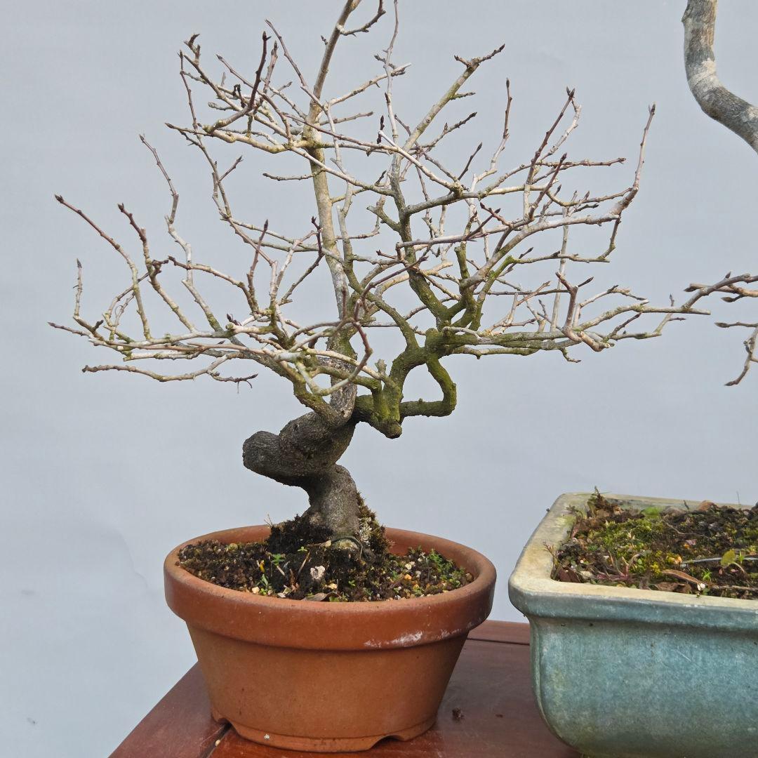 老爺柿　[双幹文人木/子付き]　大品盆栽 オス木付けて　2鉢