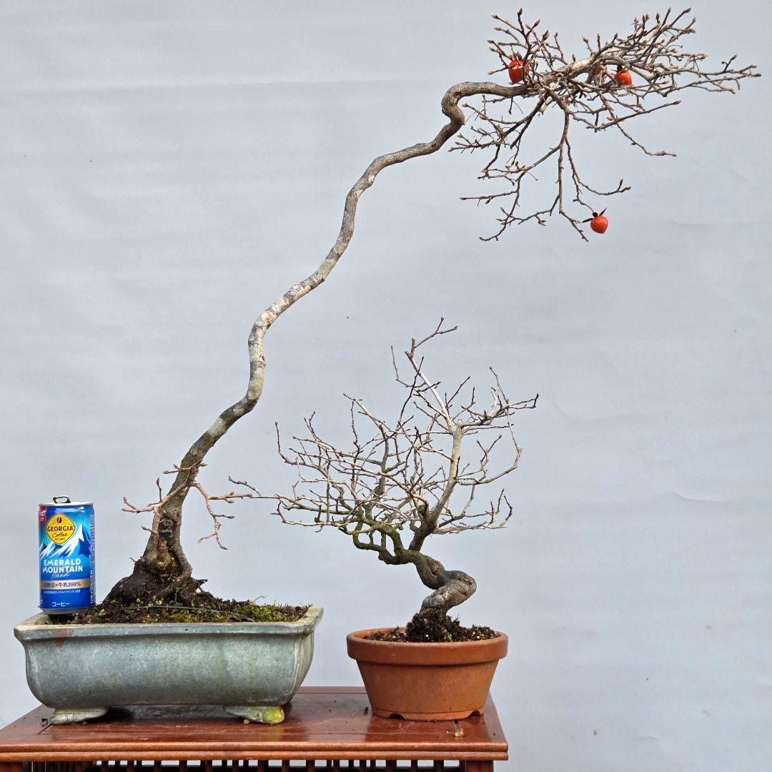 老爺柿　[双幹文人木/子付き]　大品盆栽 オス木付けて　2鉢
