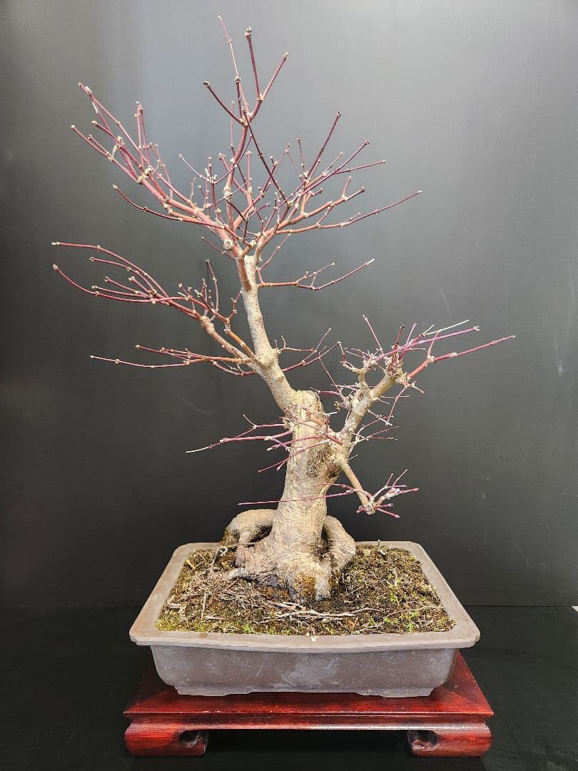 紅葉 もみじ 紅葉盆栽 もみじ盆栽 楓 カエデ