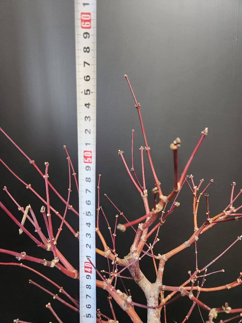 紅葉 もみじ 紅葉盆栽 もみじ盆栽 楓 カエデ