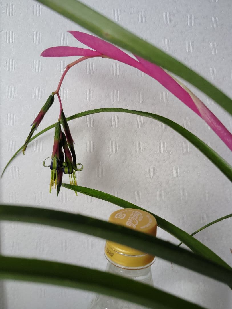 ロビンママ様確認用、ジャーデンデモネと筒アナナス