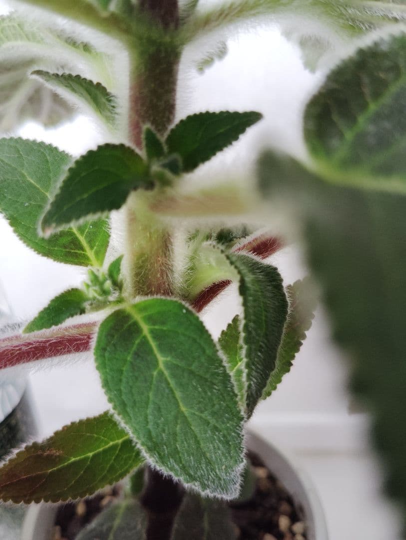 ロビンママ様確認用、ジャーデンデモネと筒アナナス