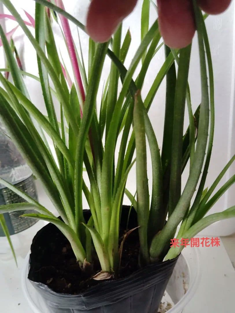 ロビンママ様確認用、ジャーデンデモネと筒アナナス