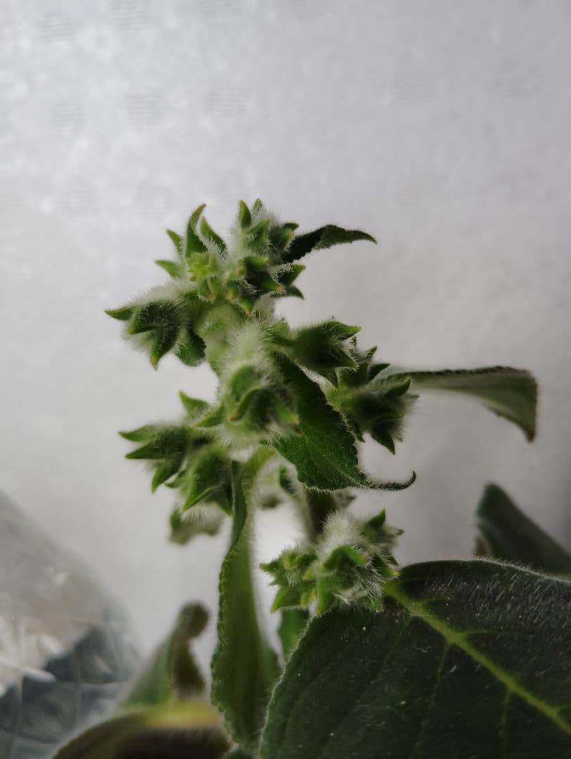 ロビンママ様確認用、ジャーデンデモネと筒アナナス