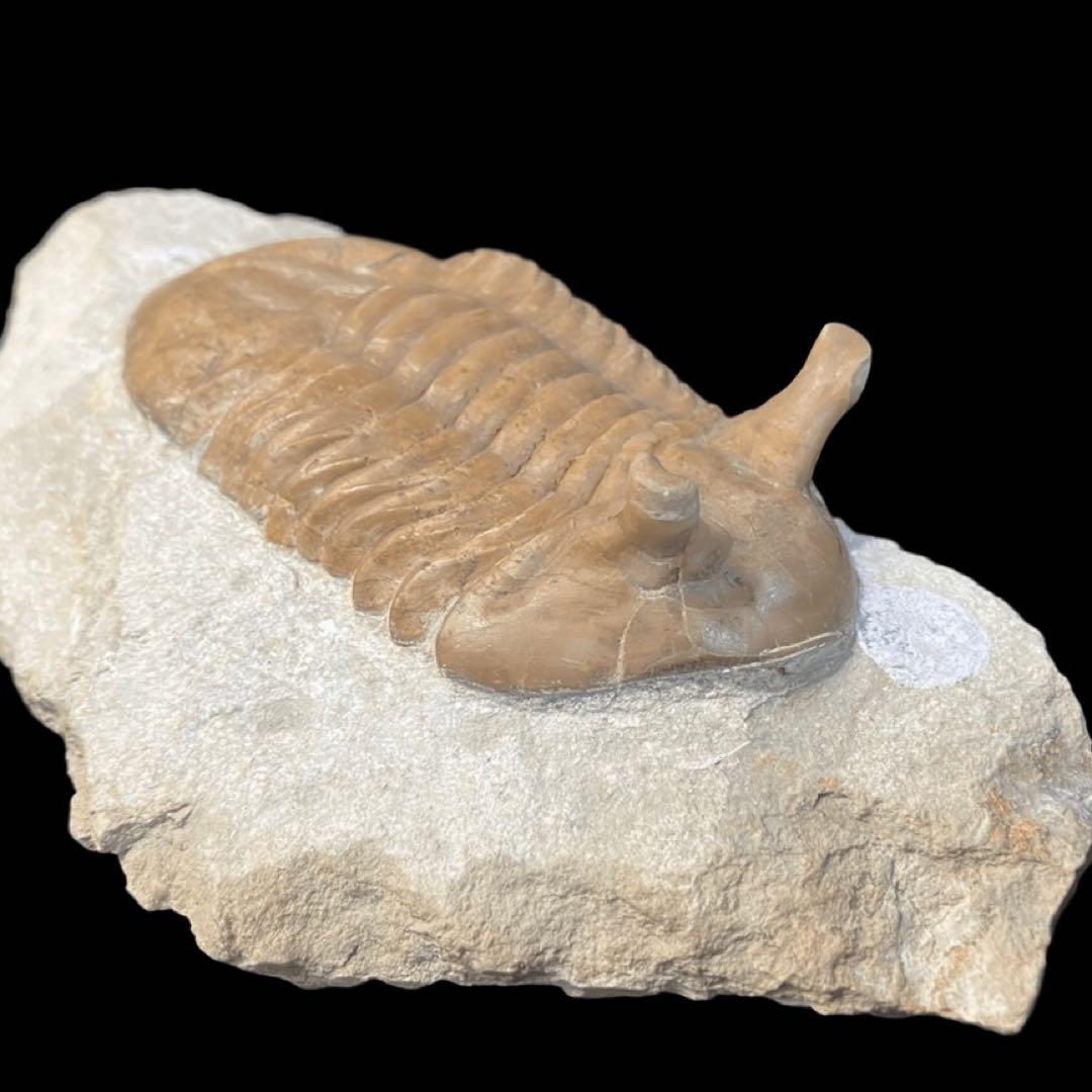 アサフス　三葉虫　化石　ロシア 産