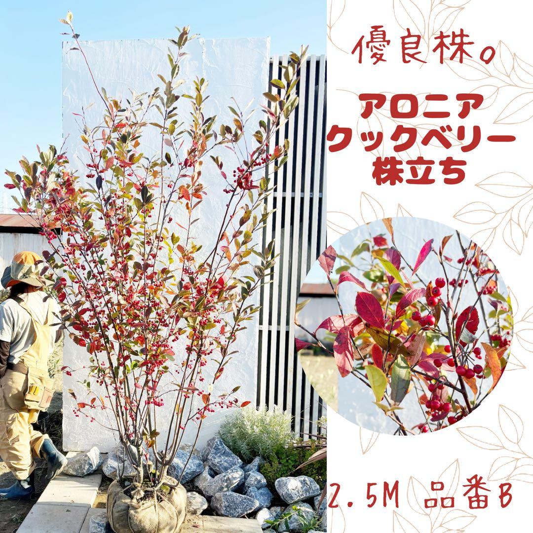 優良株。アロニアクックベリー株立ち2.5M(鉢底から)品番B