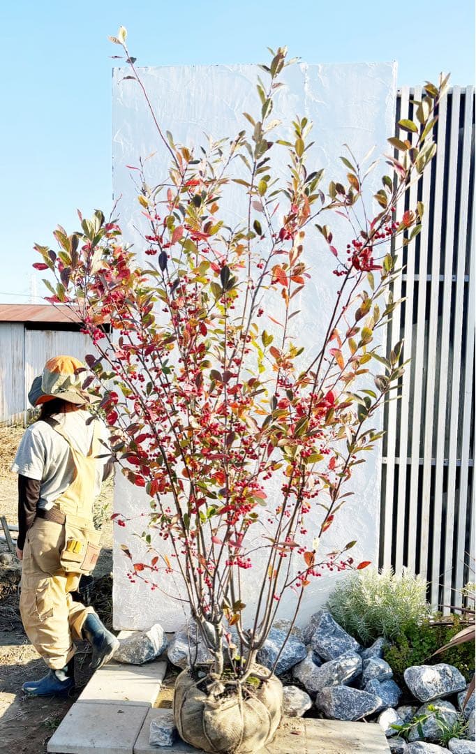 優良株。アロニアクックベリー株立ち2.5M(鉢底から)品番B