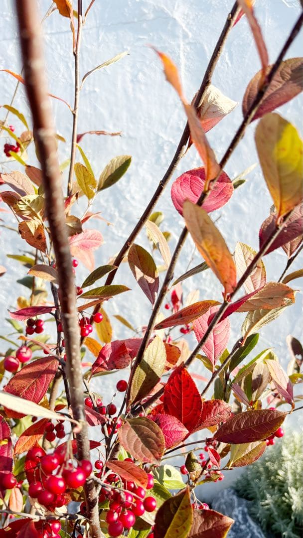 優良株。アロニアクックベリー株立ち2.5M(鉢底から)品番B