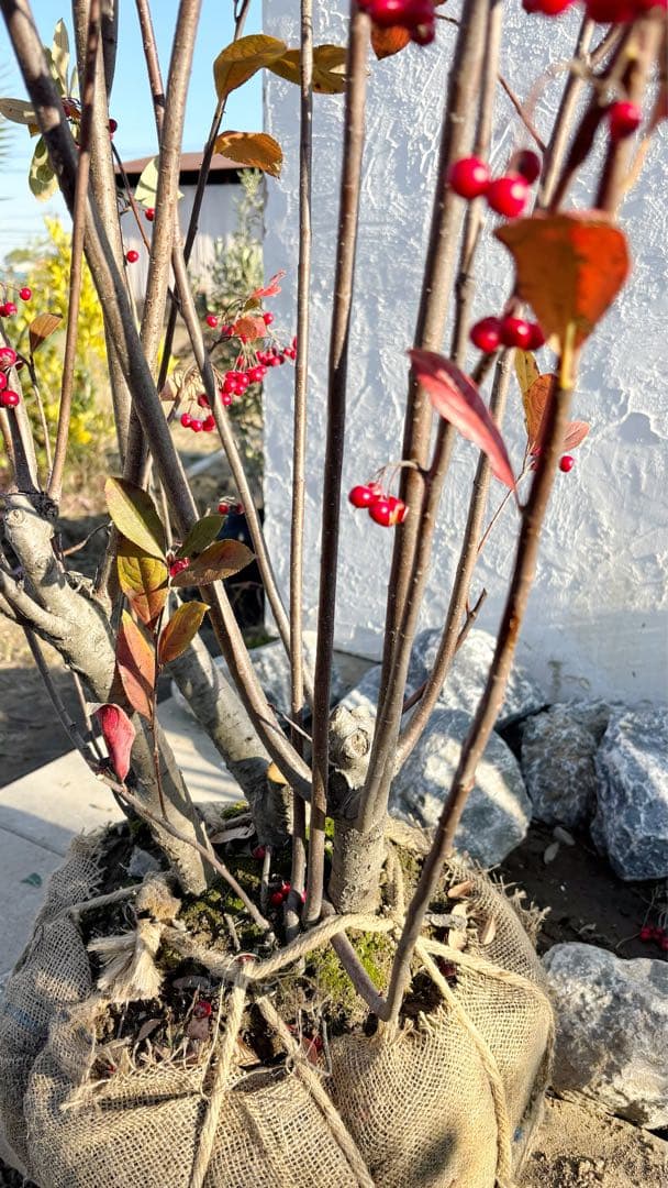 優良株。アロニアクックベリー株立ち2.5M(鉢底から)品番B