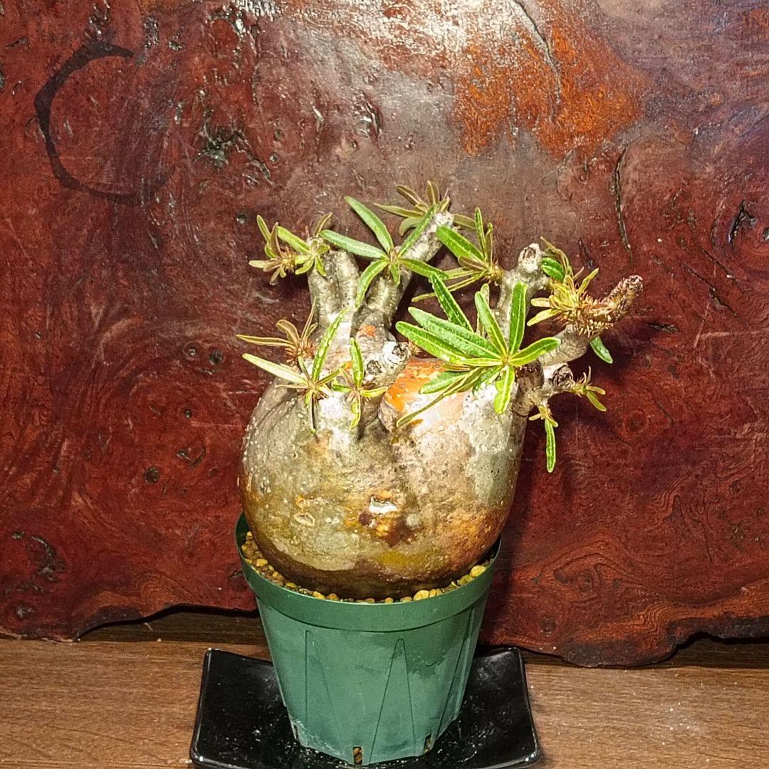 枝数多め　パキポディウム　グラキリス