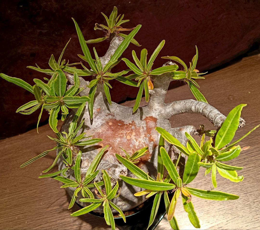 枝数多め　パキポディウム　グラキリス