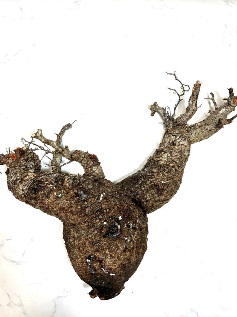 おおのやす様 リクエスト 2点 まとめ商品