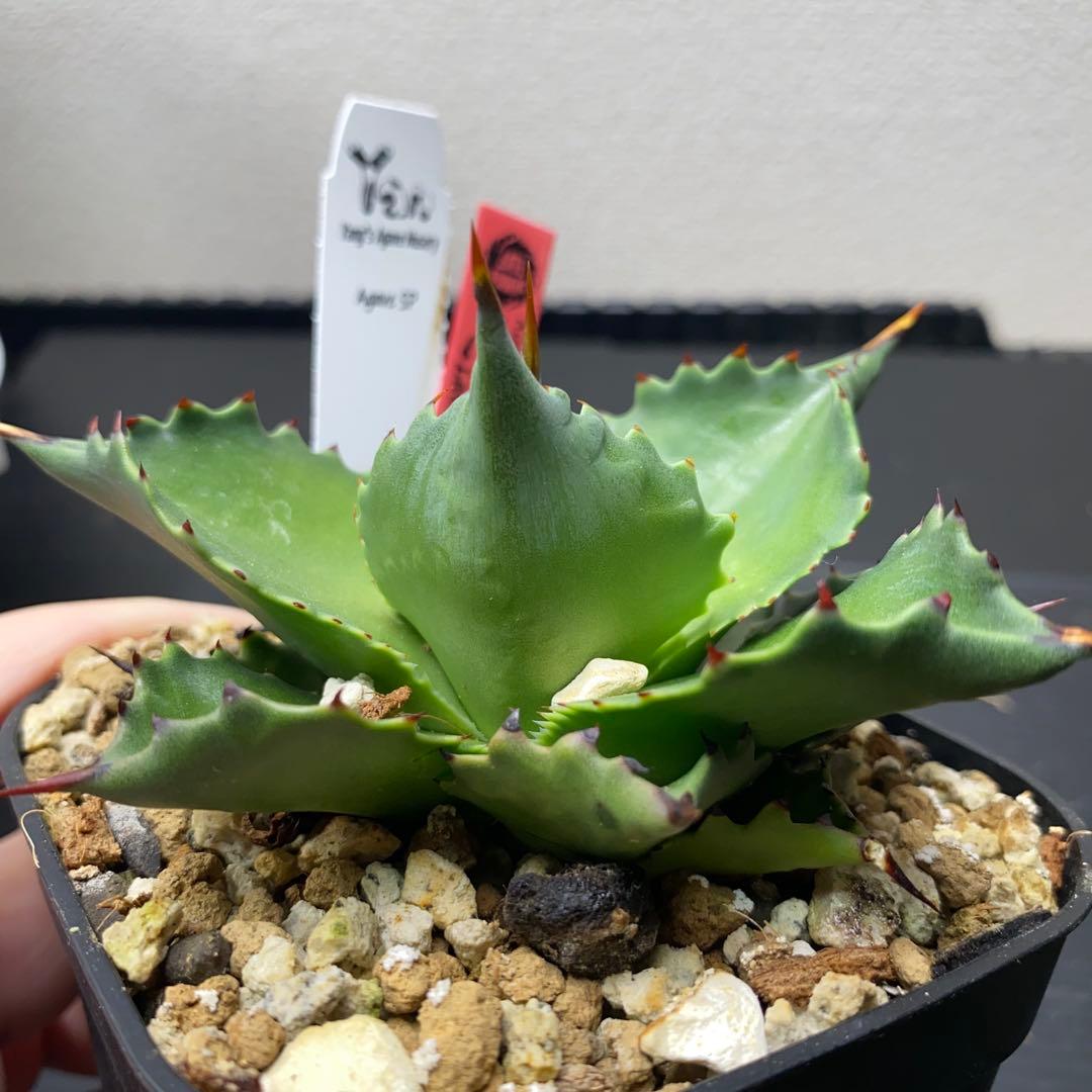 ヤンチェン　Late産　謎ハイブリッド　sp アガベ