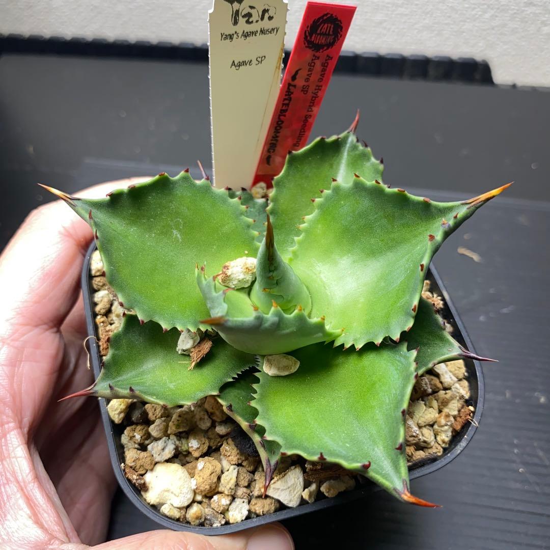 ヤンチェン　Late産　謎ハイブリッド　sp アガベ