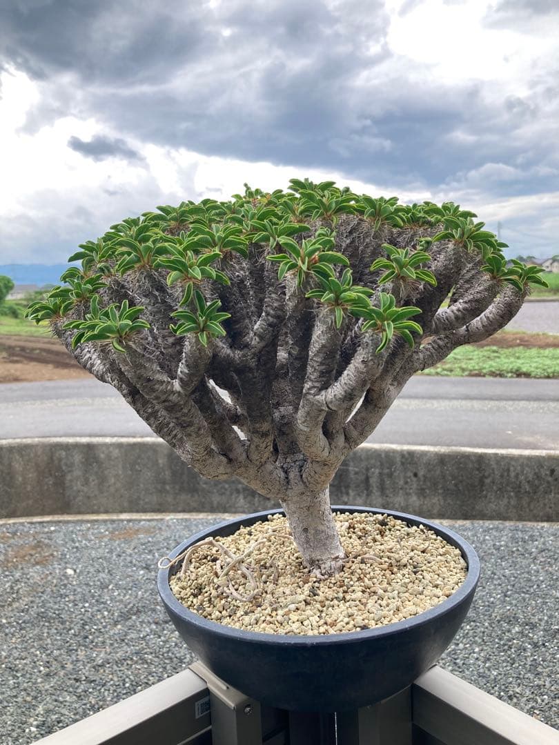 ギラウミニア　現地球