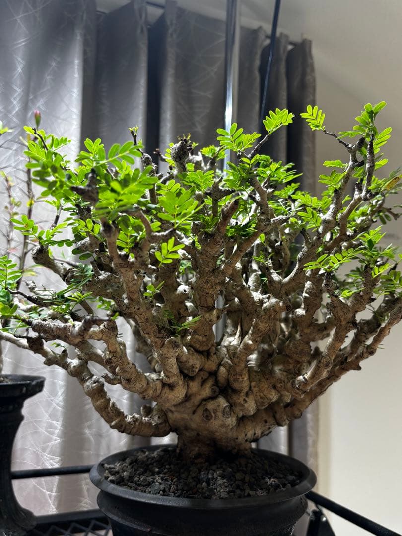 極上コレクション株 センナメリディオナリス