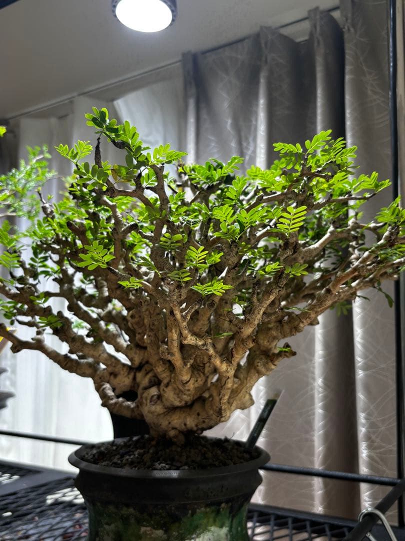 極上コレクション株 センナメリディオナリス