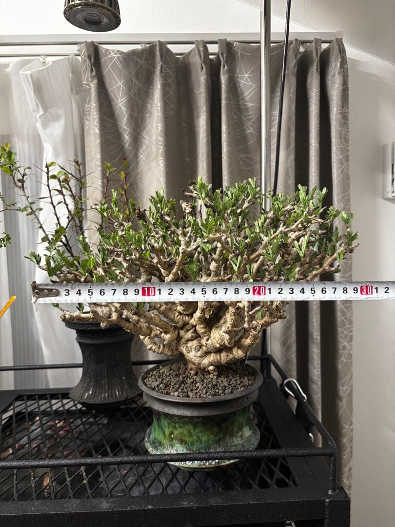 極上コレクション株 センナメリディオナリス