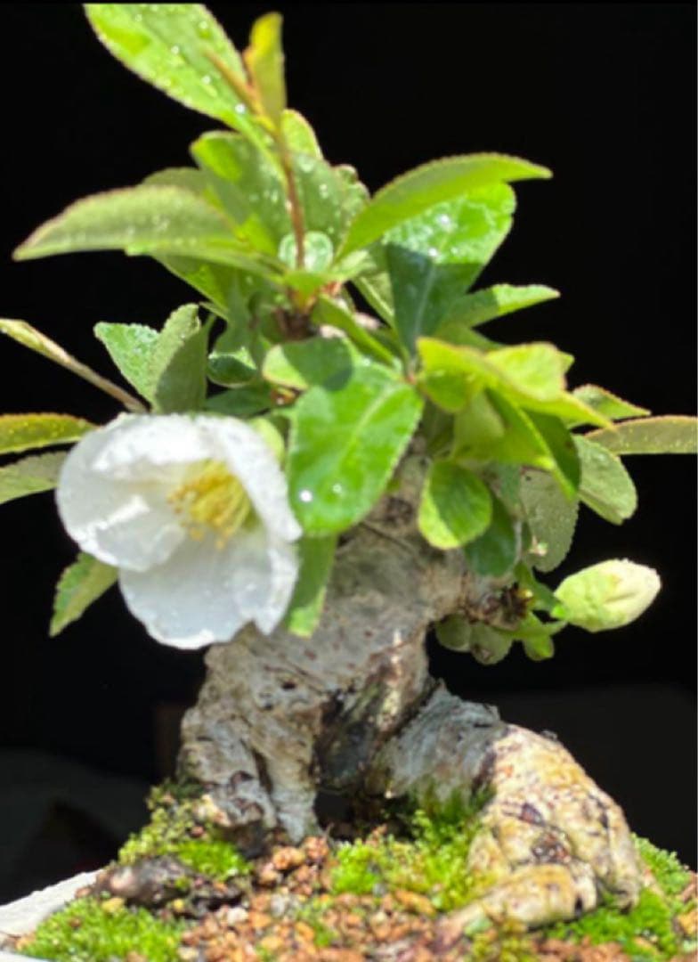 寒ボケ白花　盆栽　樹高10cm