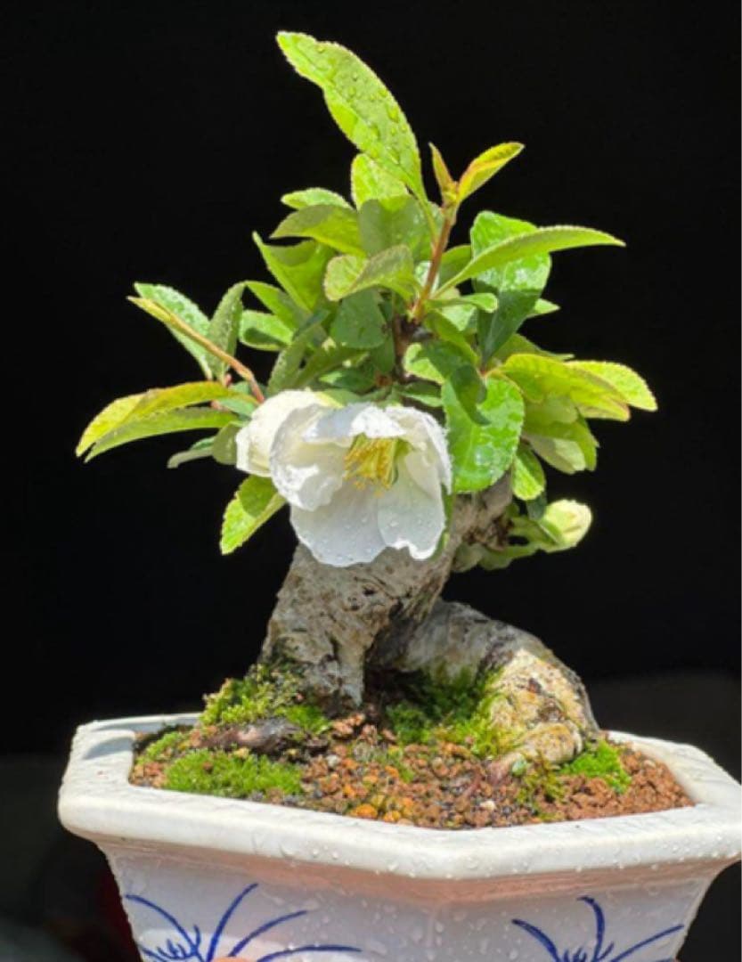 寒ボケ白花　盆栽　樹高10cm