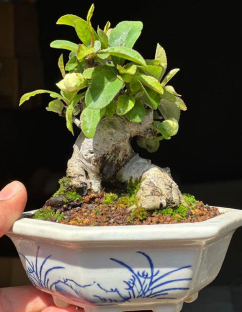 寒ボケ白花　盆栽　樹高10cm