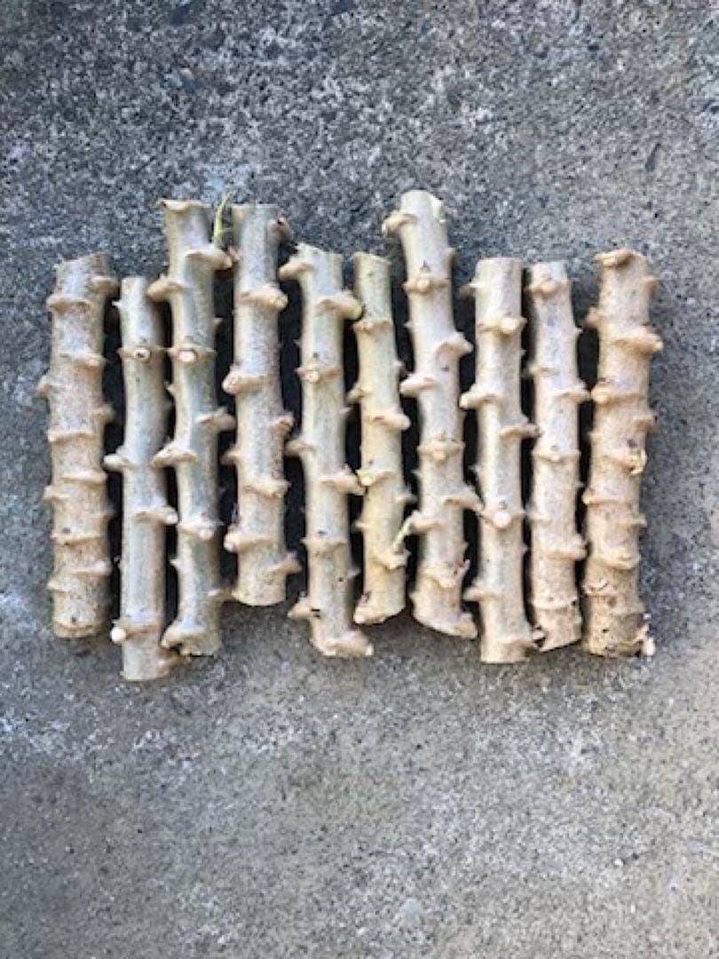 徳之島産キャサバ苗挿木用500本入り アントン取り置き3／7発送