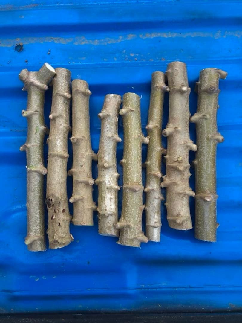 徳之島産キャサバ苗挿木用500本入り アントン取り置き3／7発送