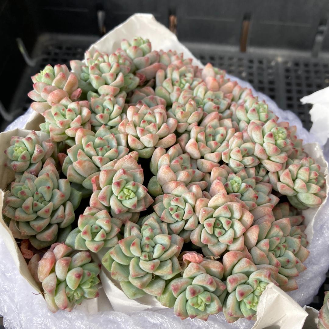 エケベリア　韓国苗　超特大サイズ　キャラメルスプライト群生　多肉植物　ポコ多肉