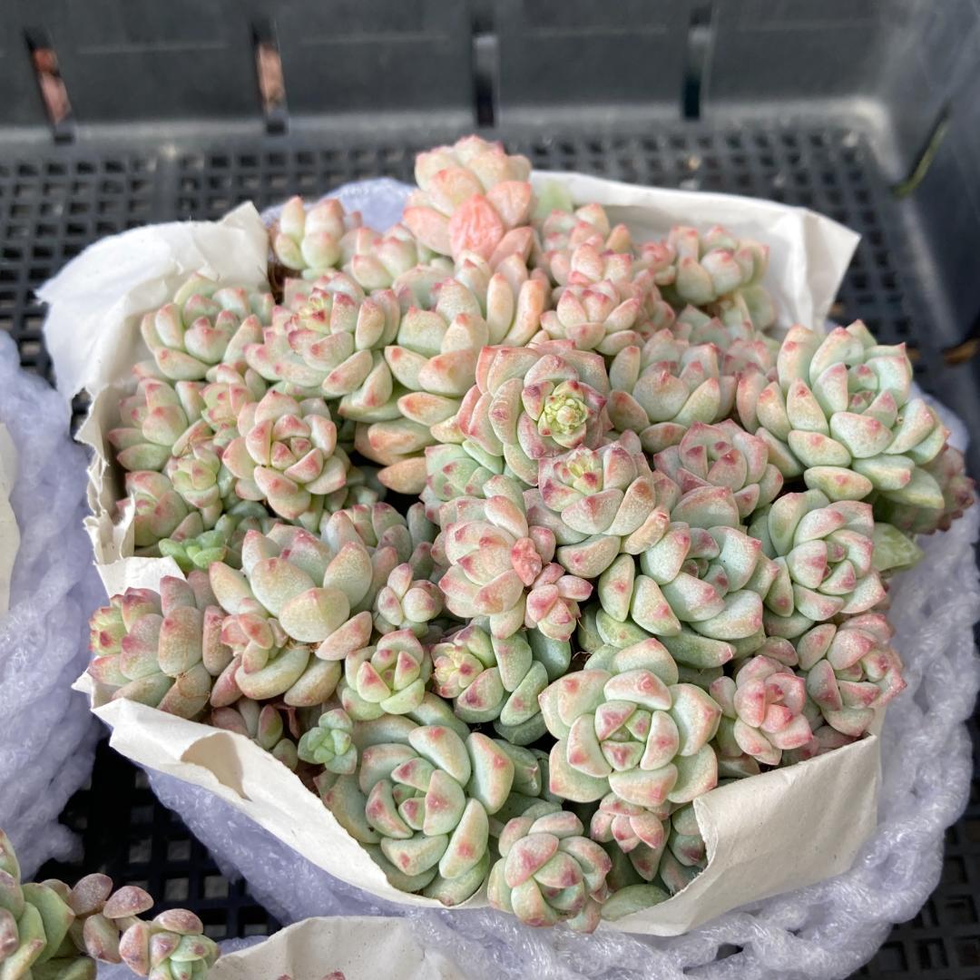 エケベリア　韓国苗　超特大サイズ　キャラメルスプライト群生　多肉植物　ポコ多肉