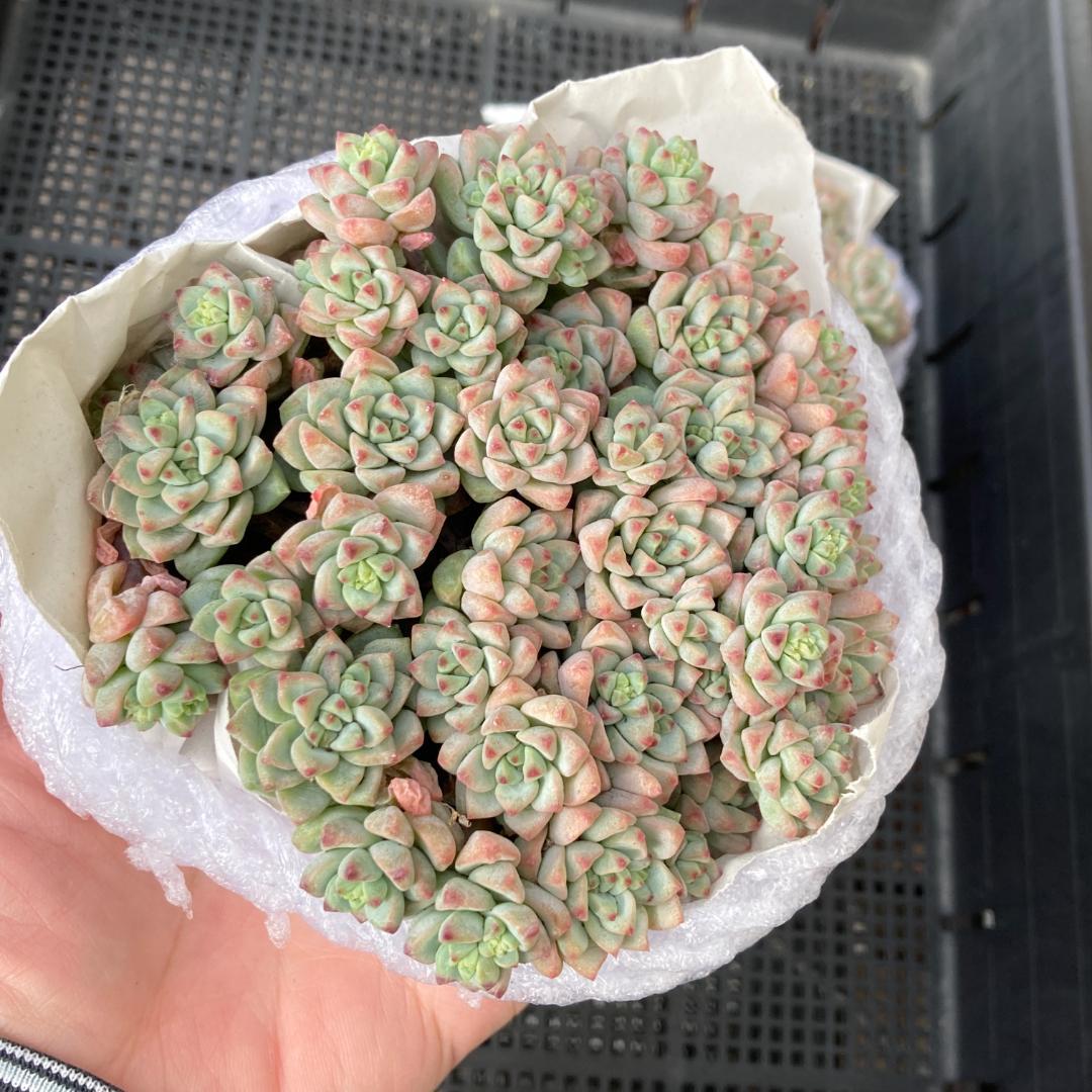 エケベリア　韓国苗　超特大サイズ　キャラメルスプライト群生　多肉植物　ポコ多肉