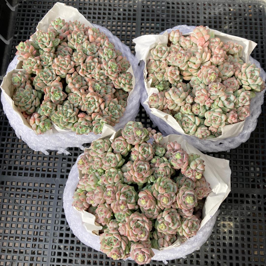 エケベリア　韓国苗　超特大サイズ　キャラメルスプライト群生　多肉植物　ポコ多肉