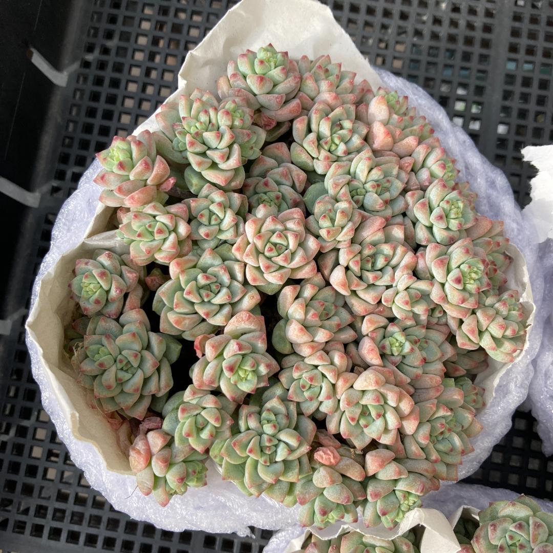 エケベリア　韓国苗　超特大サイズ　キャラメルスプライト群生　多肉植物　ポコ多肉