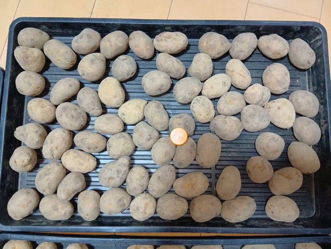 10kg m134 インカのめざめ 種芋