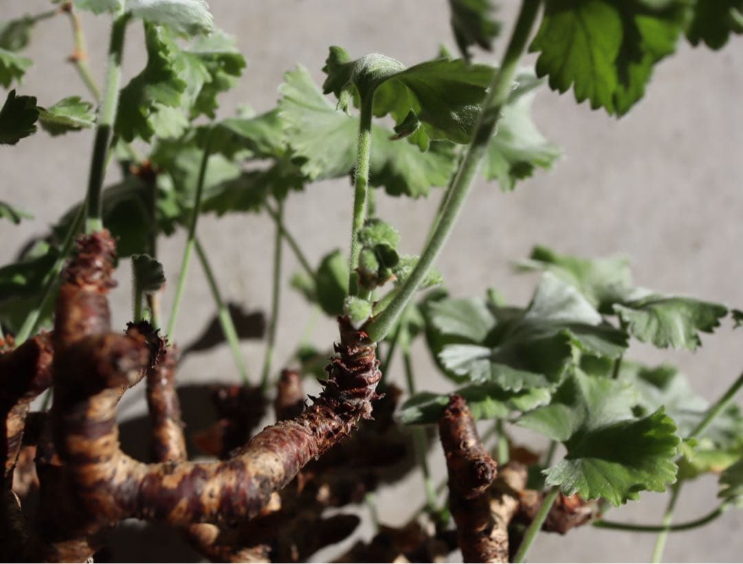 現地株　発根済み　ペラルゴニウム　ミラビレ