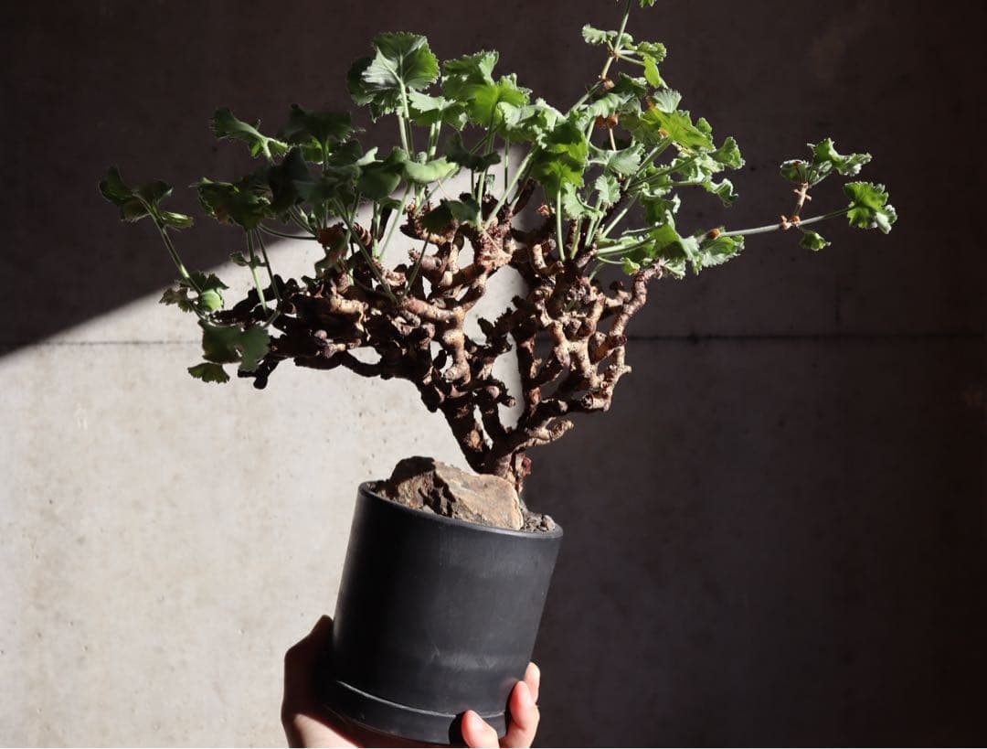 現地株　発根済み　ペラルゴニウム　ミラビレ