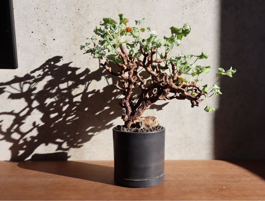 現地株　発根済み　ペラルゴニウム　ミラビレ