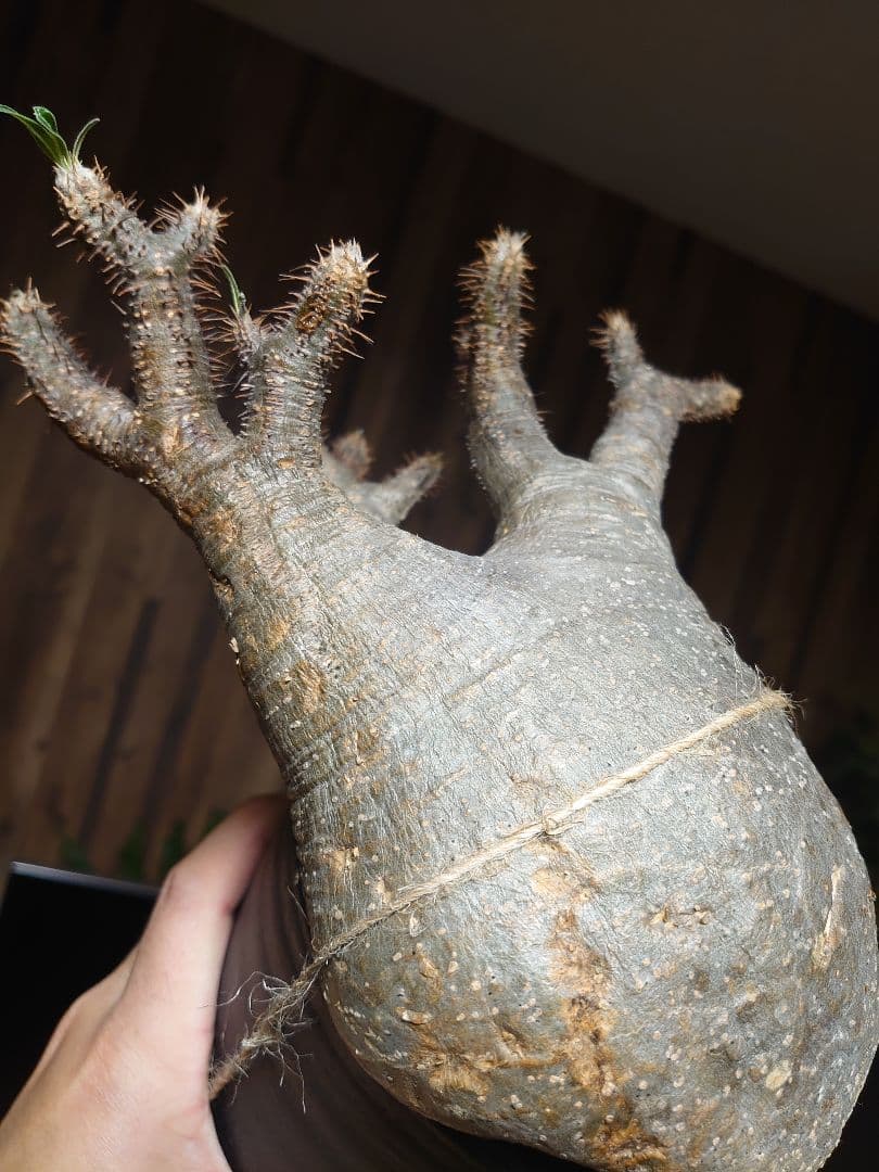 パキポディウム グラキリス