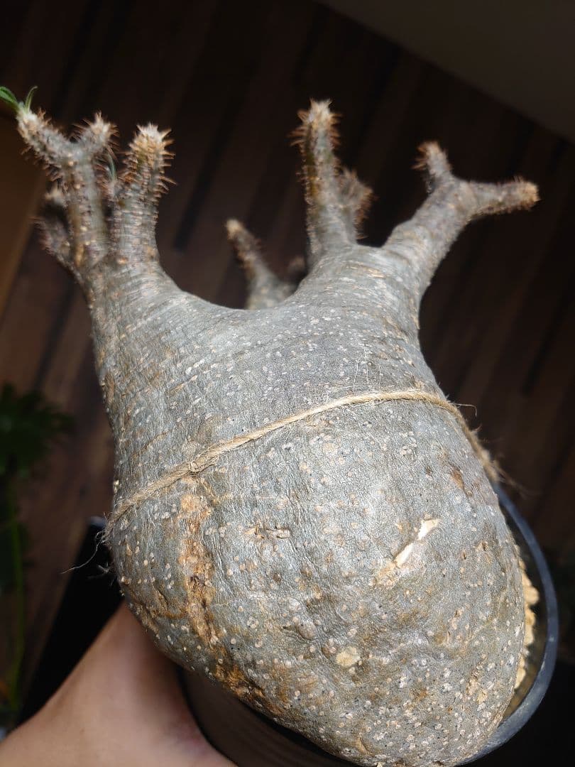 パキポディウム グラキリス