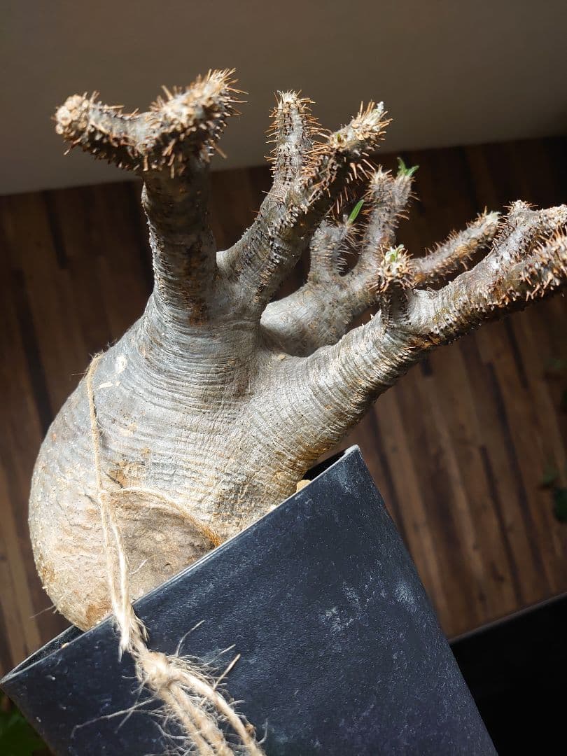 パキポディウム グラキリス