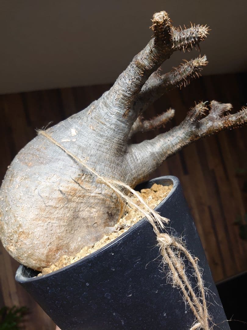 パキポディウム グラキリス