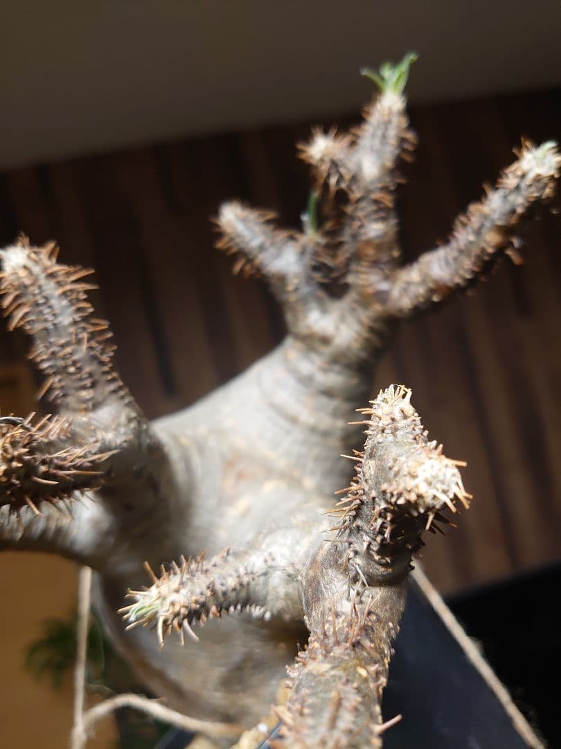 パキポディウム グラキリス