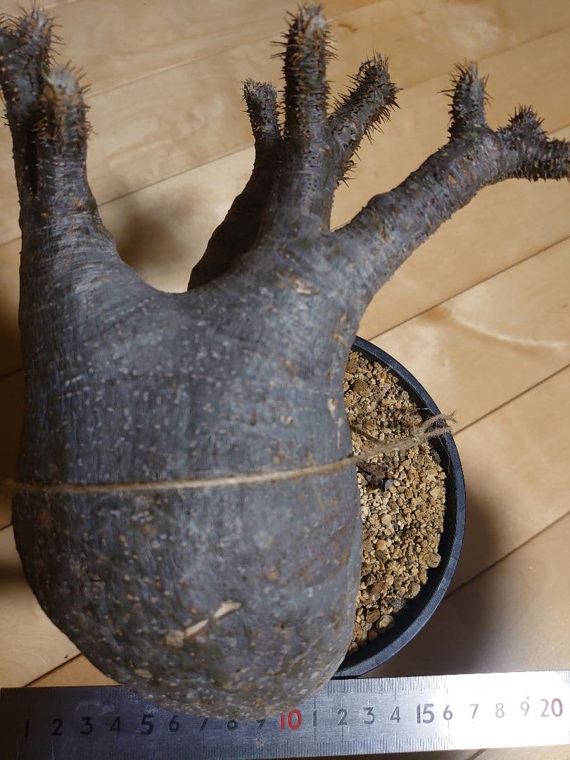 パキポディウム グラキリス