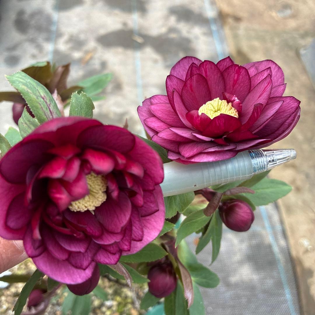 クリスマスローズ　極上レッド　７寸