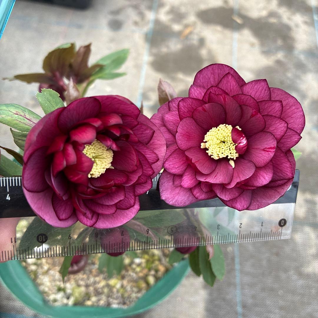 クリスマスローズ　極上レッド　７寸