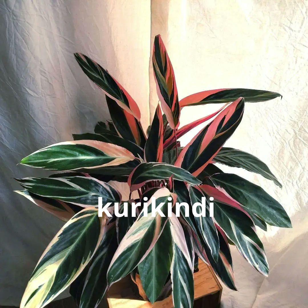 【ボリューム抜群】ストロマンテ　トリオスター(７号鉢)　単品(ca28-11)