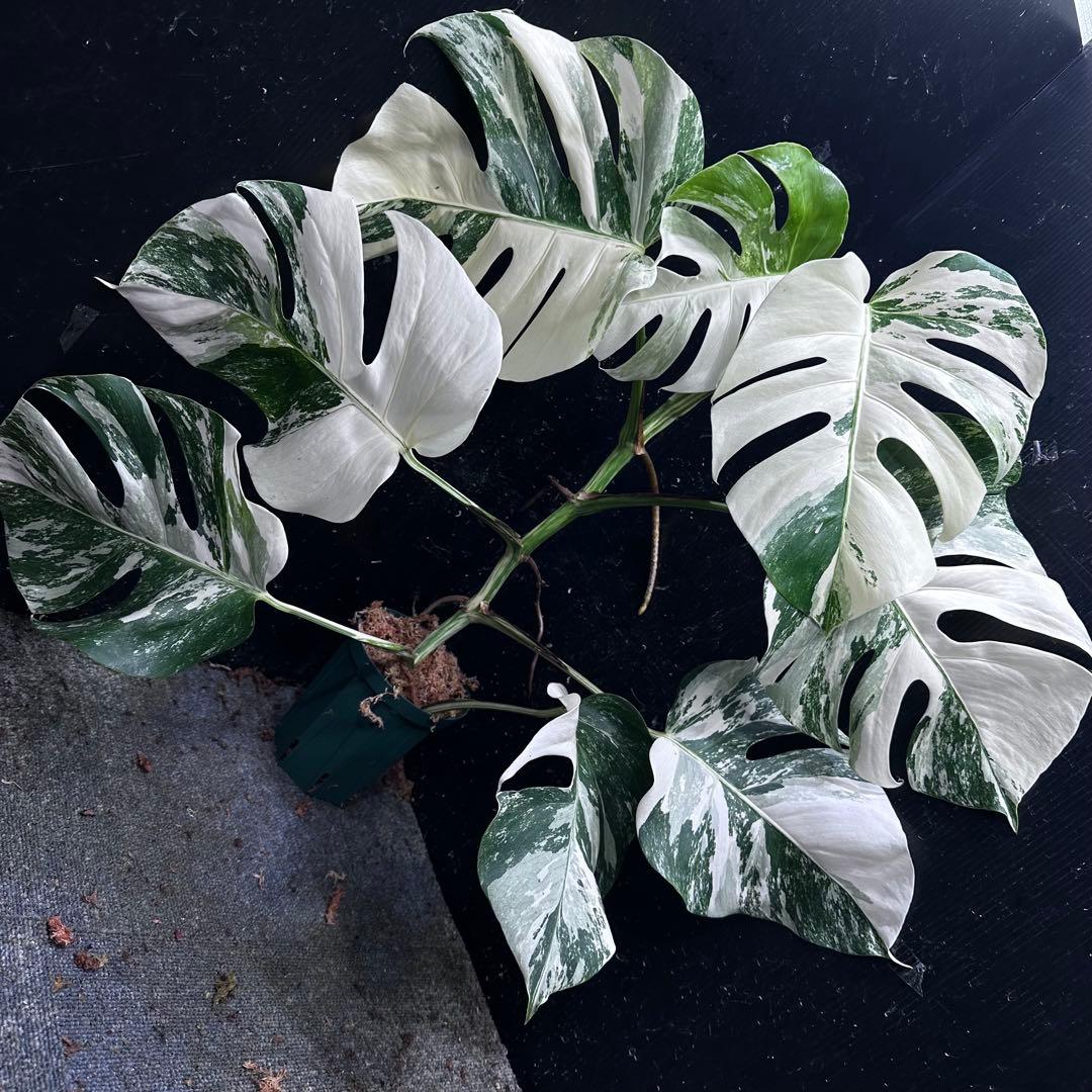 タ*子様 斑入りモンステラ ホワイトタイガー極美大株64cm白斑多